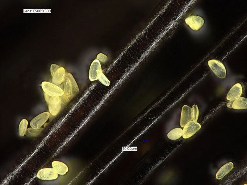 Pyłki przyczepione do pasma włosów widziane pod mikroskopem